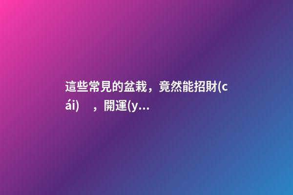 這些常見的盆栽，竟然能招財(cái)，開運(yùn)，擺在這里才管用